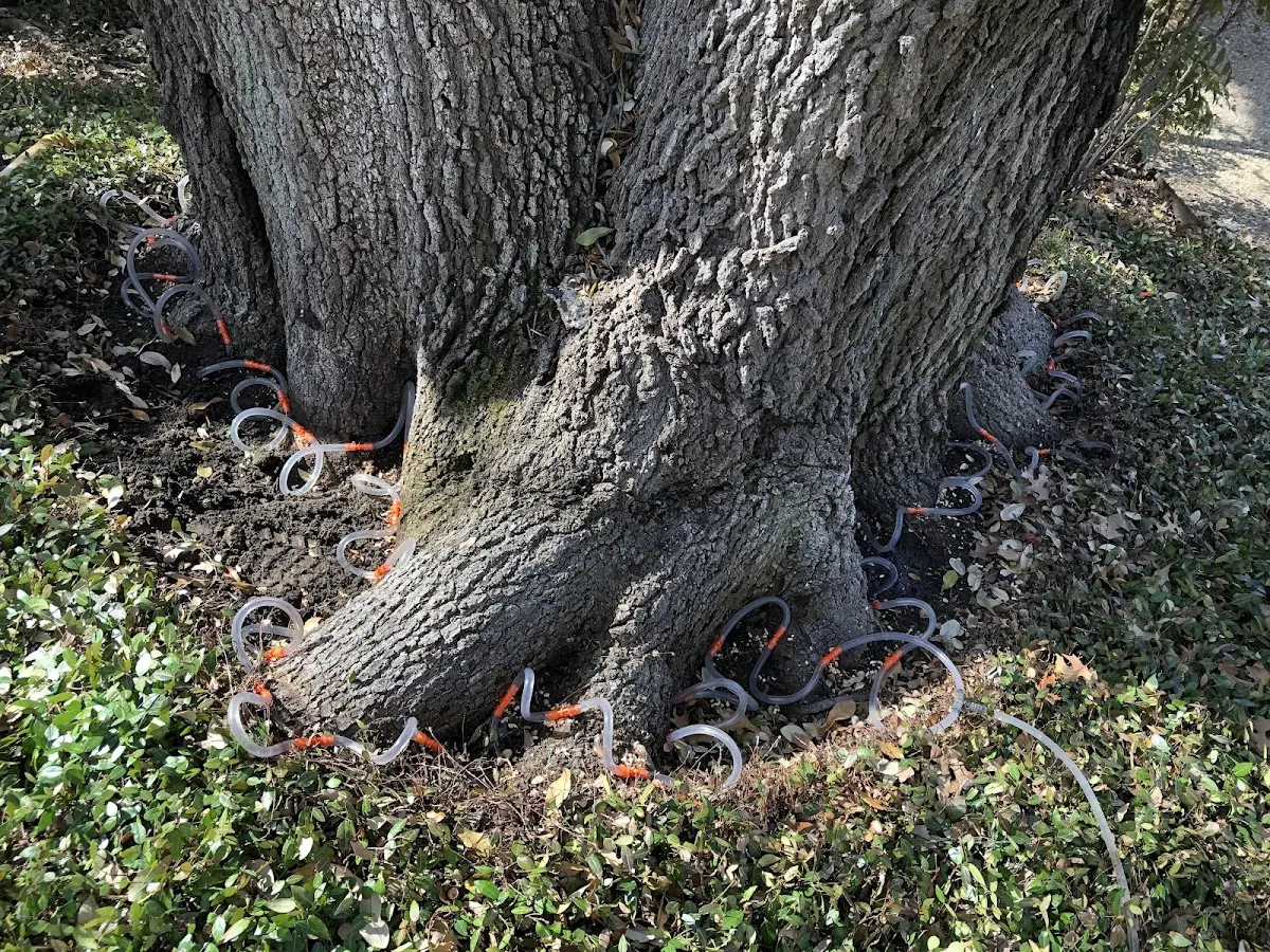 Detailed Tree Cabling and Bracing job site in Branchville