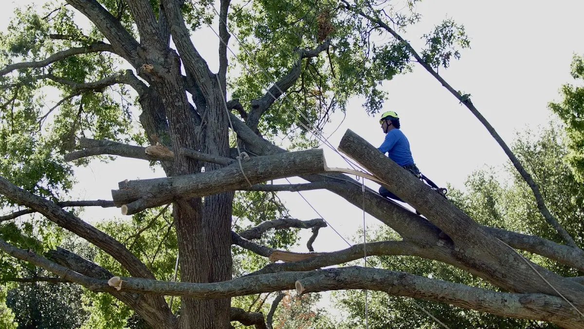Professional Hazardous Tree Removal performed by certified arborists in Branchville