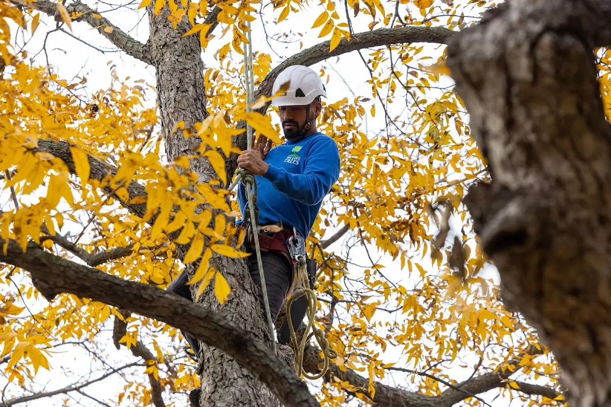 Skilled Storm Damage Cleanup crew working in Branchville